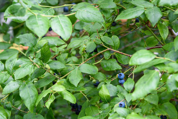 Close up of ripe blueberries growing on a blueberry bush