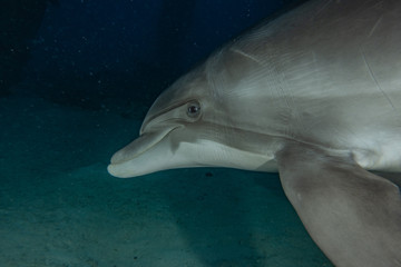 Fototapeta premium Dolphin swimming with divers in the Red Sea, Eilat Israel