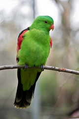 a red winged parrot on a branch