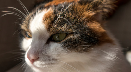 Tricolor feline cat with green eyes close up in sun light