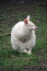 an albino red necked wallaby