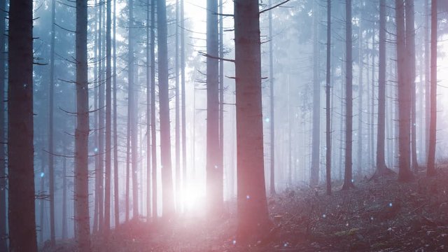 Magic blue purple light in foggy forest fairytale with animated glowy firefly. .