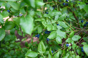 Ripe blueberries growing on a blueberry bush under a protective net