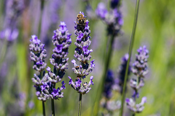 close up of glowing lavender flower twigs with a honey bee