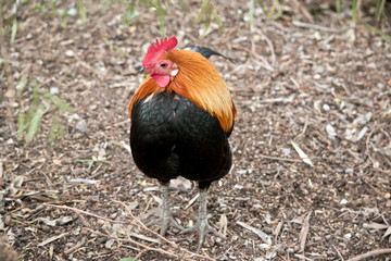 this rooster loves to crow all day