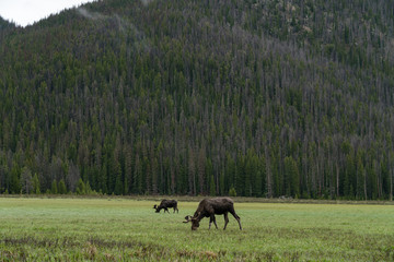 Moose in Rocky Mountain National Park