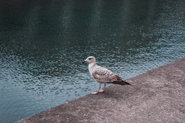 Bird near the water