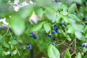Close up of ripe blueberries growing on a blueberry bush