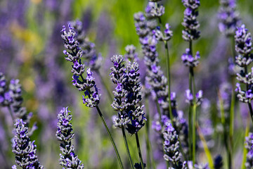 purple lavender sprigs growing closely together in a lovely formation