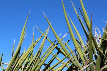 Obraz premium Mojave Yucca is the common language for a sharp leaved member of native Southern Mojave Desert plant communities in Joshua Tree National park, and is also organized phytogenically as Yucca Schidigera.