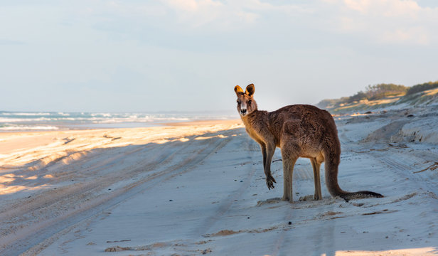 A Kangaroo on an Australian Beach