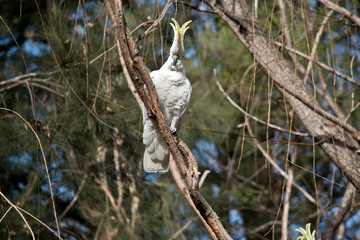 the sulphur crested cockatoo is resting in a tree