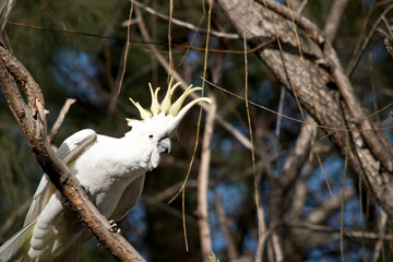 the sulphur crested cockatoo is resting in a tree
