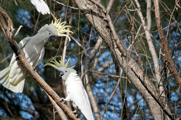 the two sulphur crested cockatoos are on a tree