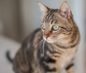 Cute short hair cat looking curious and snooping at home