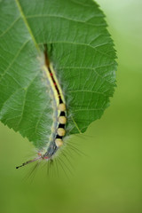 Orgyia antiqua