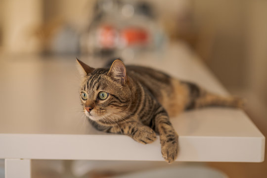 Beautiful short hair cat lying on white table at home