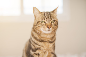 Beautiful short hair cat lying on the bed at home