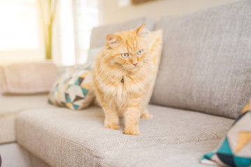 Beautiful ginger long hair cat lying on the sofa on a sunny day at home