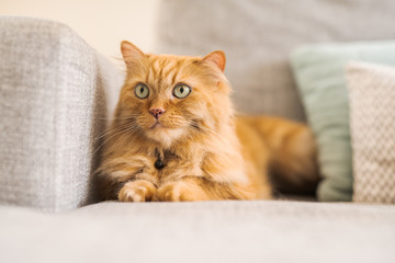 Fototapeta na wymiar Beautiful ginger long hair cat lying on the sofa on a sunny day at home