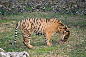 this is a side view of a tiger eating