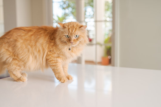 Beautiful ginger long hair cat lying on kitchen table on a sunny day at home