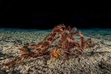 Coral reefs and water plants in the Red Sea, Eilat Israel