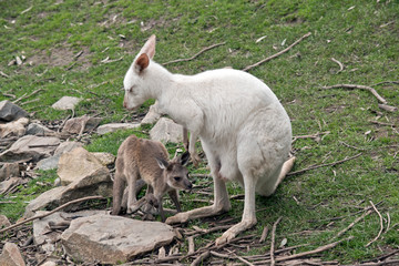 Obraz premium an albino western kangaroo with her brown joey