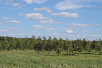 landscape with green field and blue sky