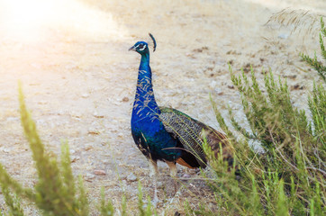 A graceful blue peacock in the wild