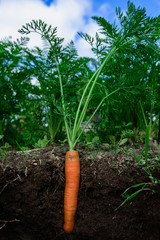 carrots in the soil at shallow depth of field