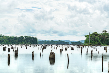 Sunken Forest Panama Gatun Lake 7