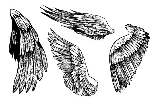 Sketch of wings. Hand drawn illustration converted to vector