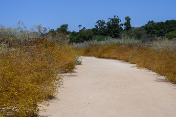 sand path to the beach with vegetation on the side in South California Newport Beach in a summer beautiful blue day