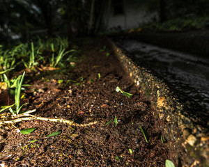 Macro Ants Carrying Leaves