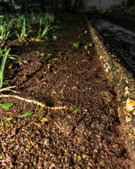 Macro Ants Carrying Leaves 4