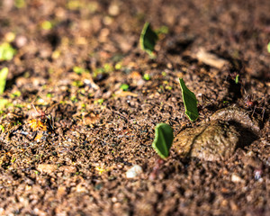 Macro Ants Carrying Leaves 5