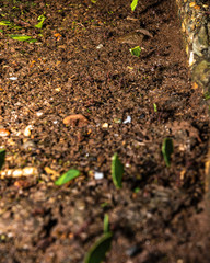 Macro Ants Carrying Leaves 7