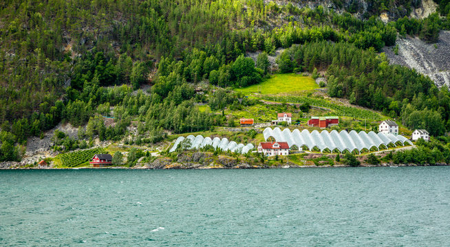 Norwegian agricultural farm with greenhouses on the hill at Naeroy fjord,  Aurlan, Sogn og Fjordane county, Norway