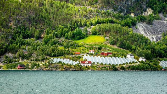 Norwegian agricultural farm with greenhouses on the hill at Naeroy fjord,  Aurlan, Sogn og Fjordane county, Norway