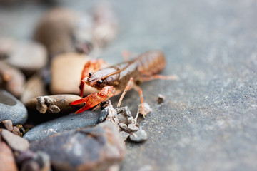 Young Crayfish