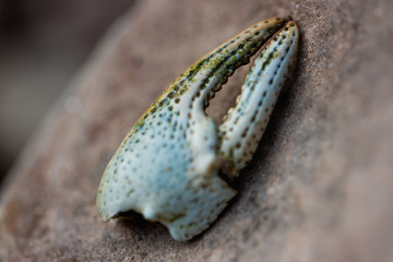 Crayfish Claw