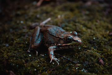 Green Frog on Moss
