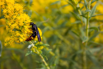 Wasp on Yellow Flowers