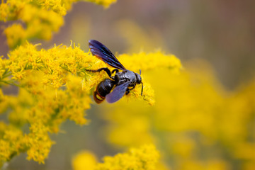 Wasp on Yellow Flower