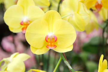 Fototapeta na wymiar colorful orchid flower in garden