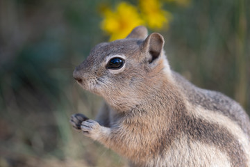 Naklejka na ściany i meble Close Up of a Golden-Mantled Ground Squirrel 