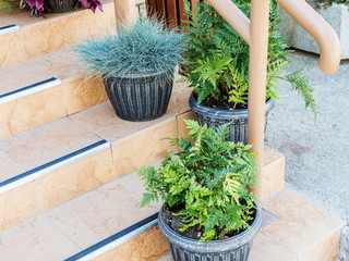 Beautiful green plants on the steps at entrance to the house