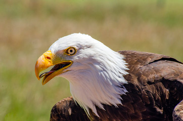 Bald Eagle sits and gets ready to fly