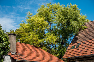 Fototapeta na wymiar Zugewachsenes Dach am Altbau
